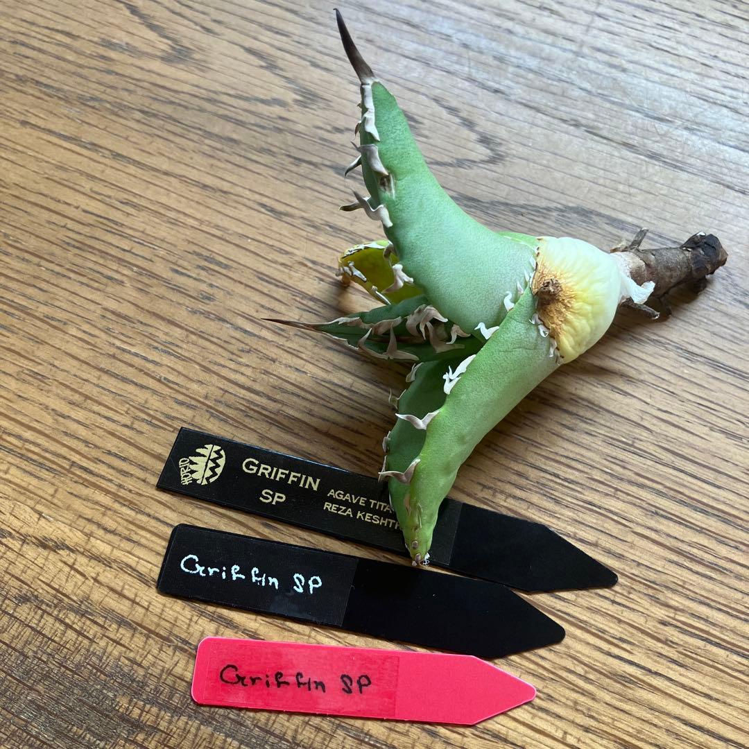匿名配送【初売り】22 激レア　REZA産　イラン　アガベ　Griffin SP