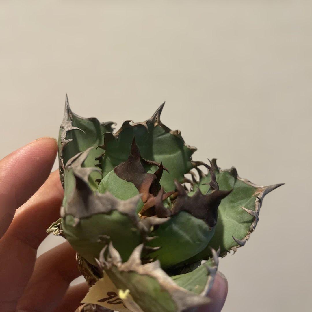 A076 アガベ オアハカワイルド血統 ノーネーム メルカリ便 東曜植