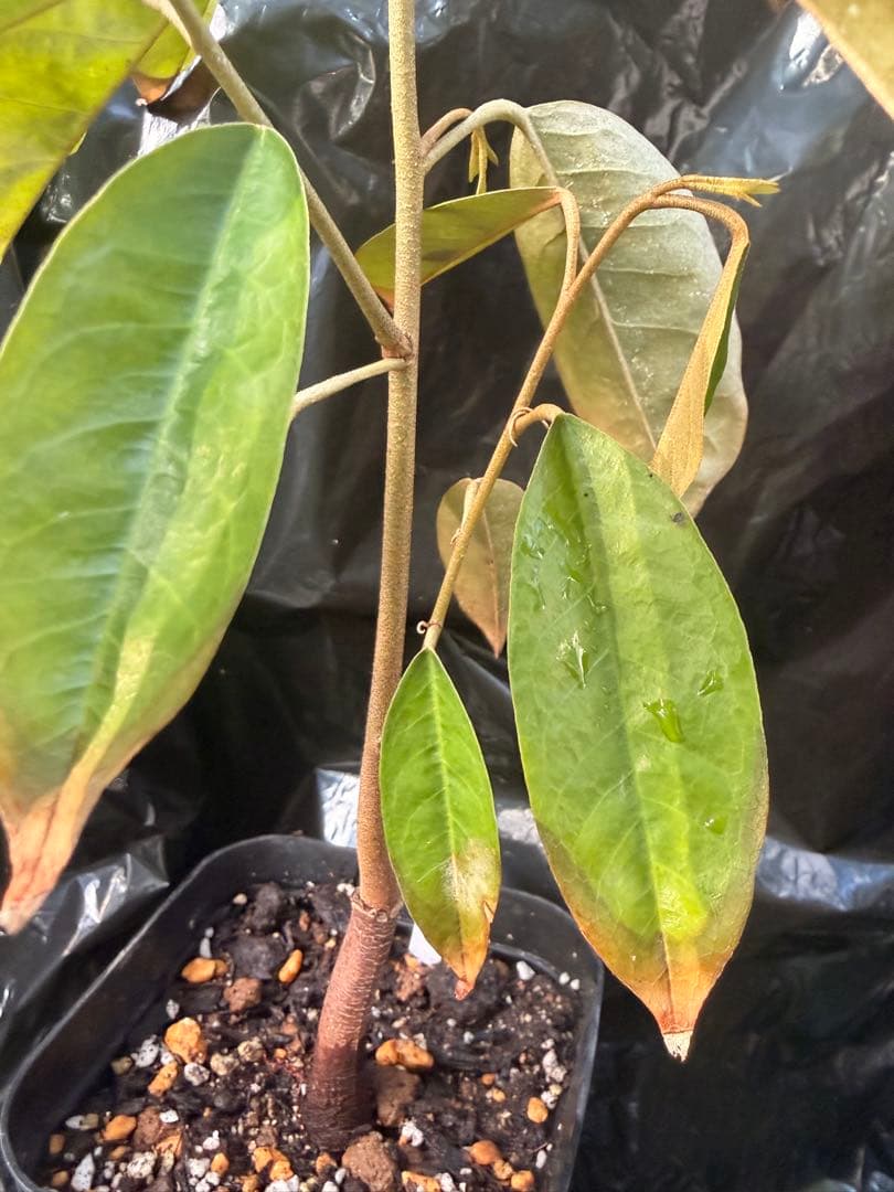 ドリアン苗Durio Graveolens苗 DG2