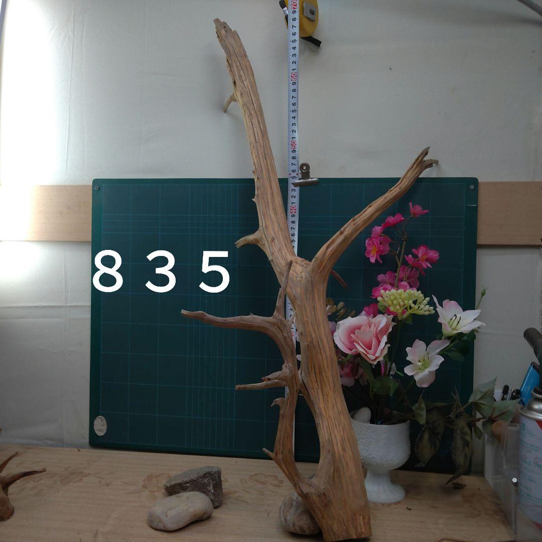 ８３５天然流木生け花素材７７cm