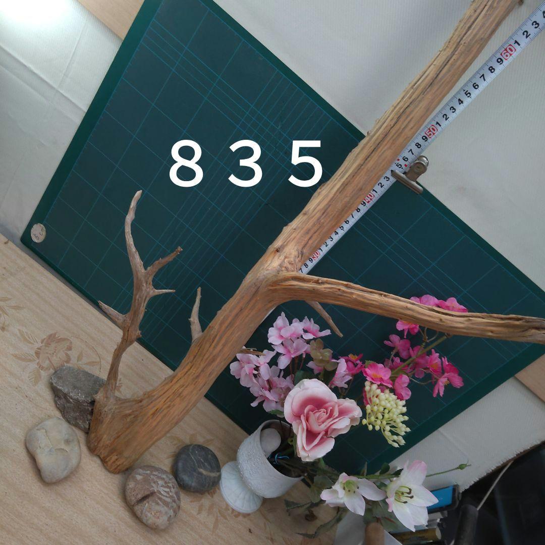 ８３５天然流木生け花素材７７cm
