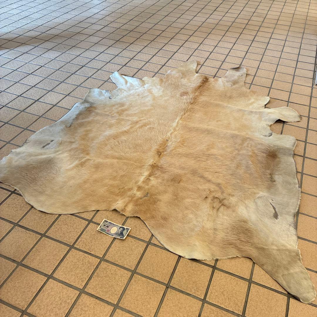 は*ろ様 白熊 毛皮 美品