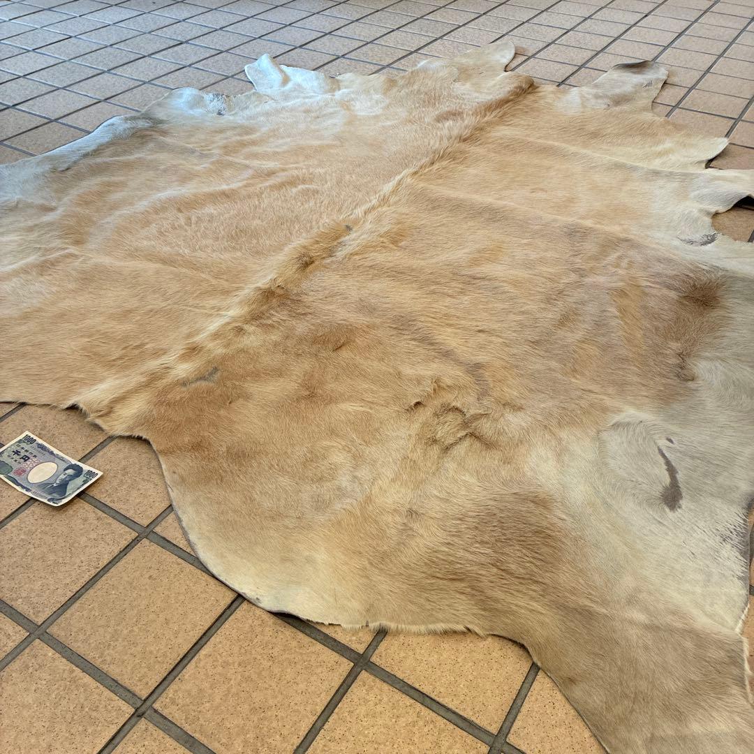 は*ろ様 白熊 毛皮 美品