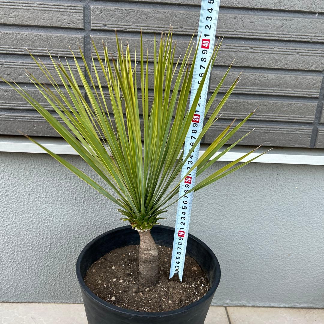 ユッカロストラータ60cm 8号