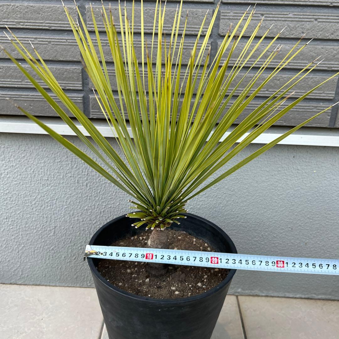 ユッカロストラータ60cm 8号