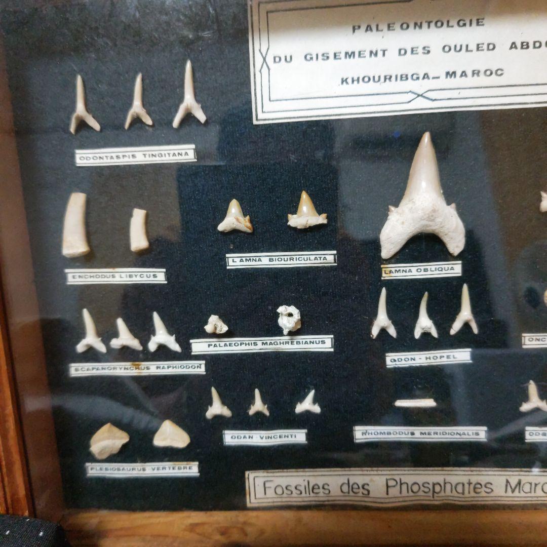 モロッコ産サメの歯化石標本