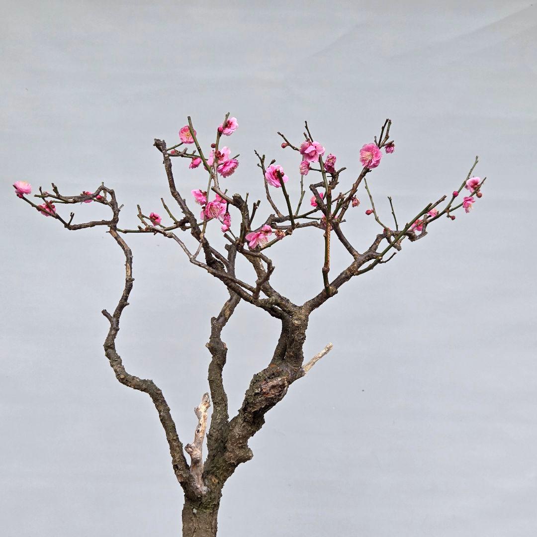 梅　(紅八重咲き)　[模様木]　大品盆栽