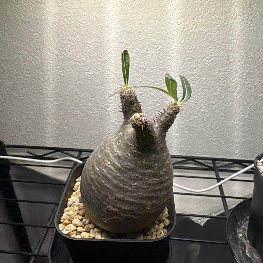 パキポディウム・グラキリス　まん丸　鉢ごと