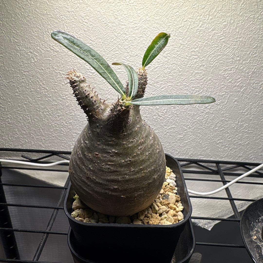 パキポディウム・グラキリス　まん丸　鉢ごと