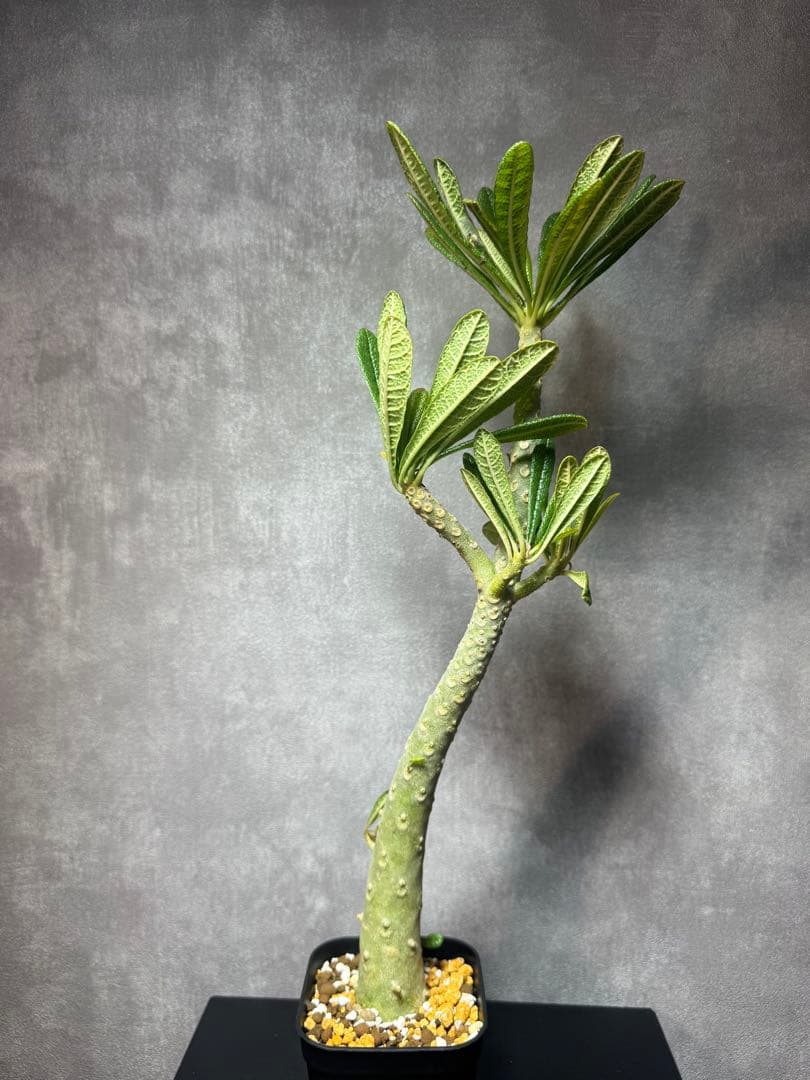 ドルステニア　ギアス　レア種