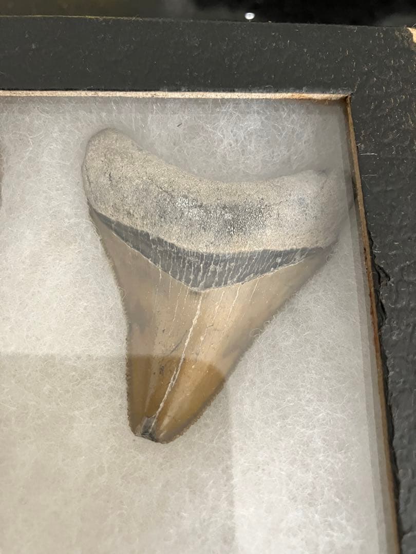 サメの歯　化石　4点ケース付き