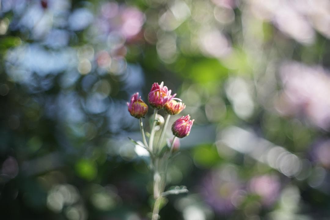 Nikon Nikkor-H.C 50mm f2 L39 銘玉Sonnarコピー