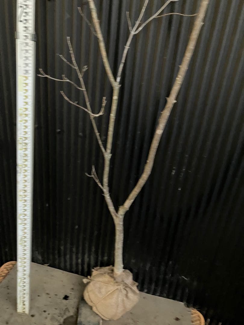 山採り　アオダモ e