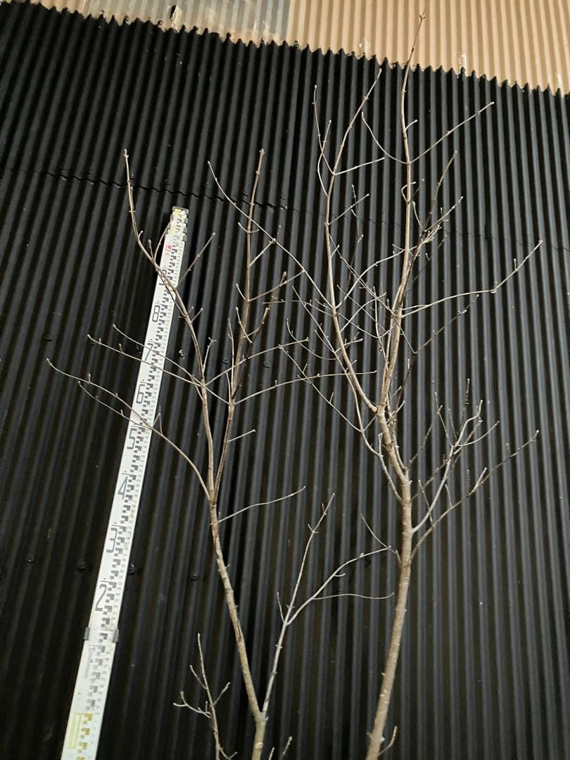 山採り　アオダモ e