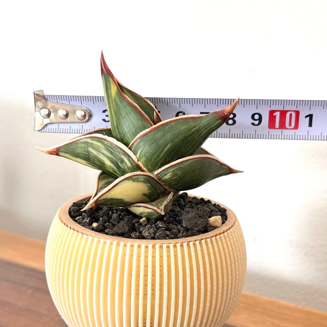 ロリダ　サンスベリア　斑入り