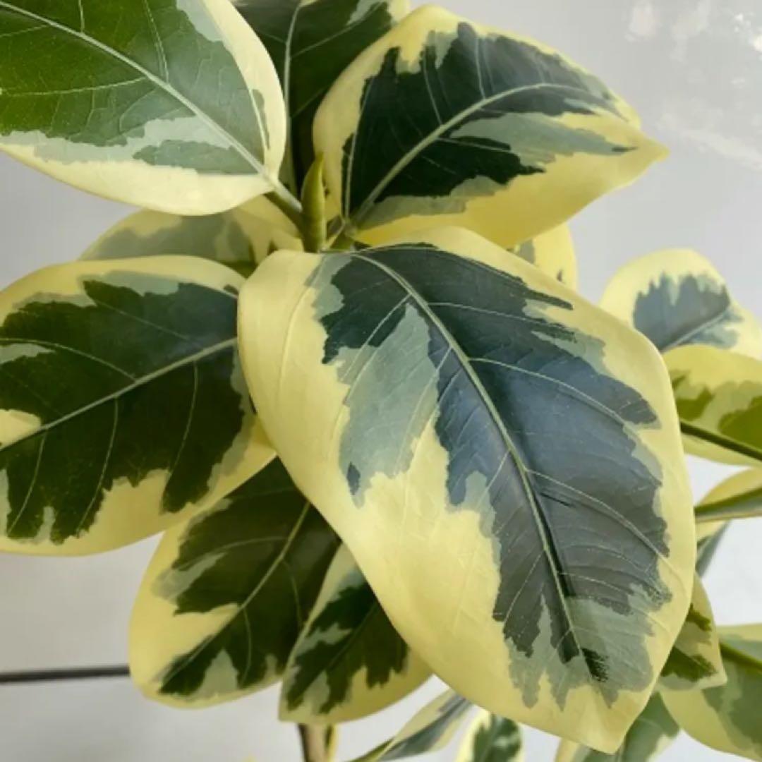 光触媒　人工観葉植物　ウォールグリーン　フェイクグリーン　ツイストアルテシマaj