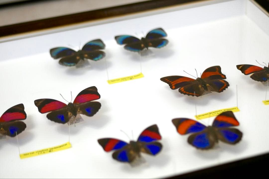 蝶標本 プレポナ アグリアス/アカルリオビタテハ/アミドンミイロタテハ ドイツ箱