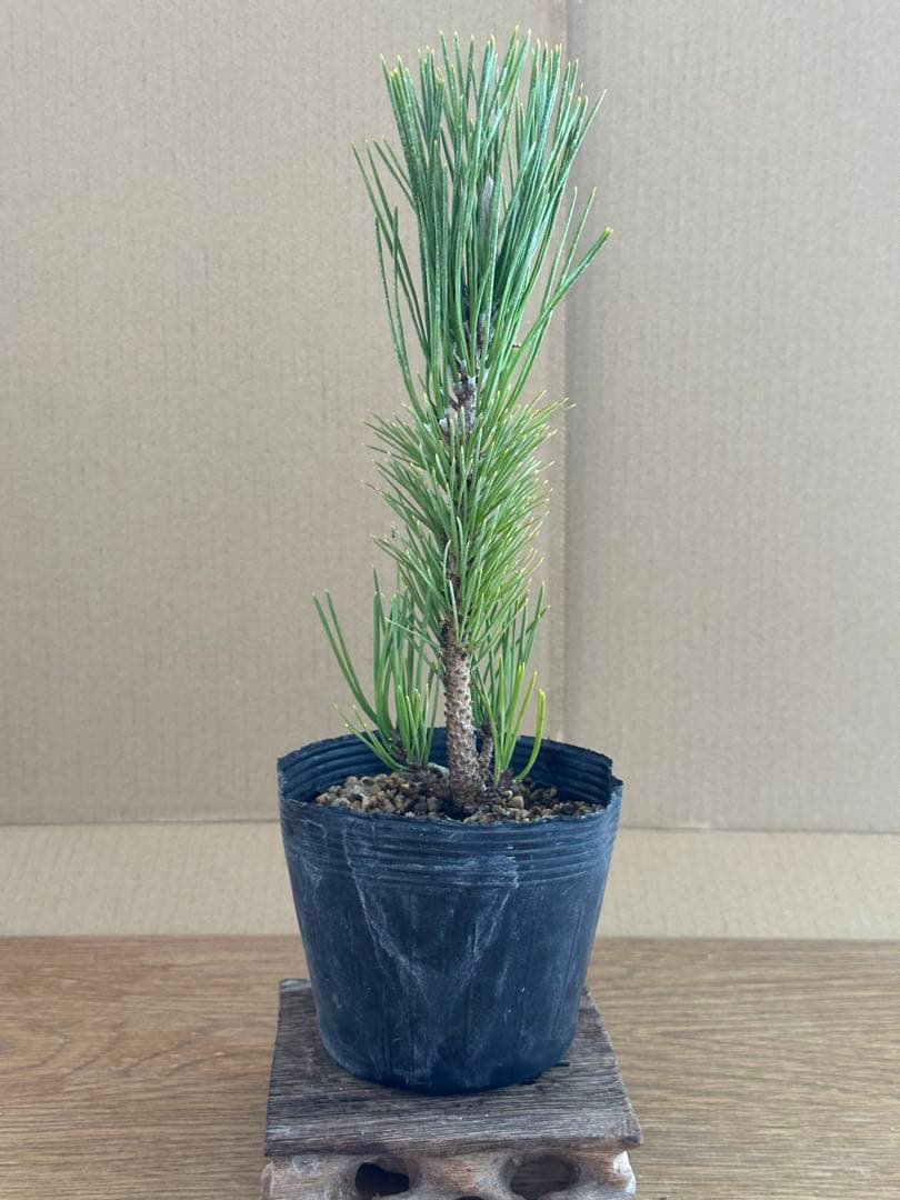 盆栽素材黒松苗木