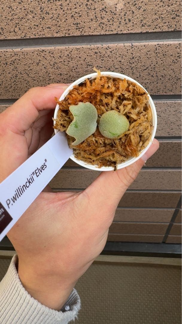 ビカクシダ P.willinckii ' Elves ' OC