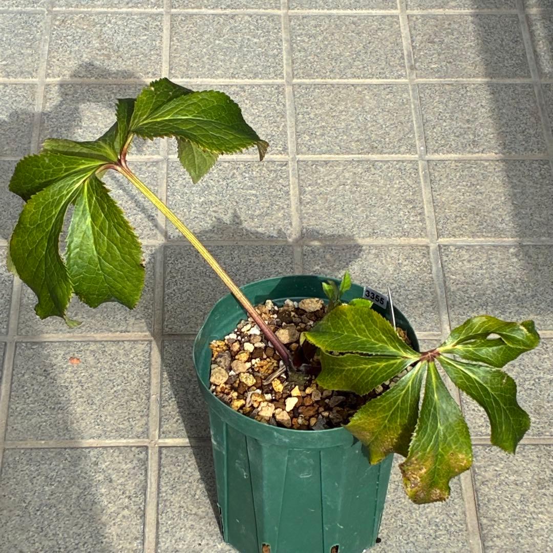 ヒ*イ様 ☘️限定1株☘️未株分け☘️蕾付き☘️3355⭐️プリマドレス⭐️色抜