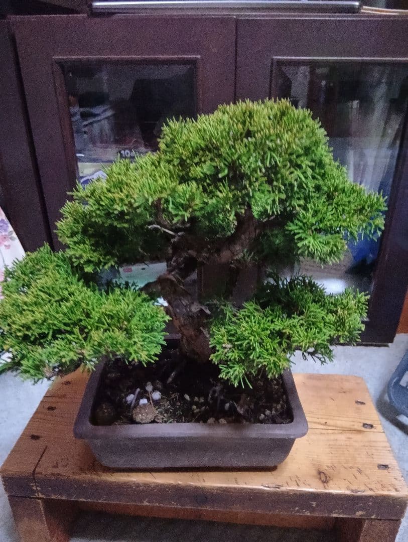 糸魚川シンパク（持ち込み古い）盆栽