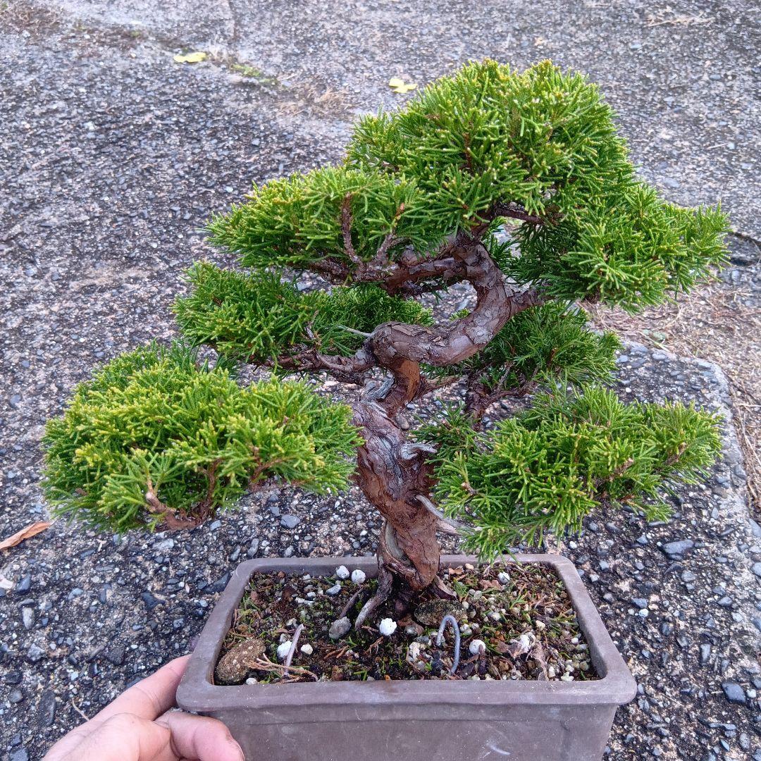 糸魚川シンパク（持ち込み古い）盆栽