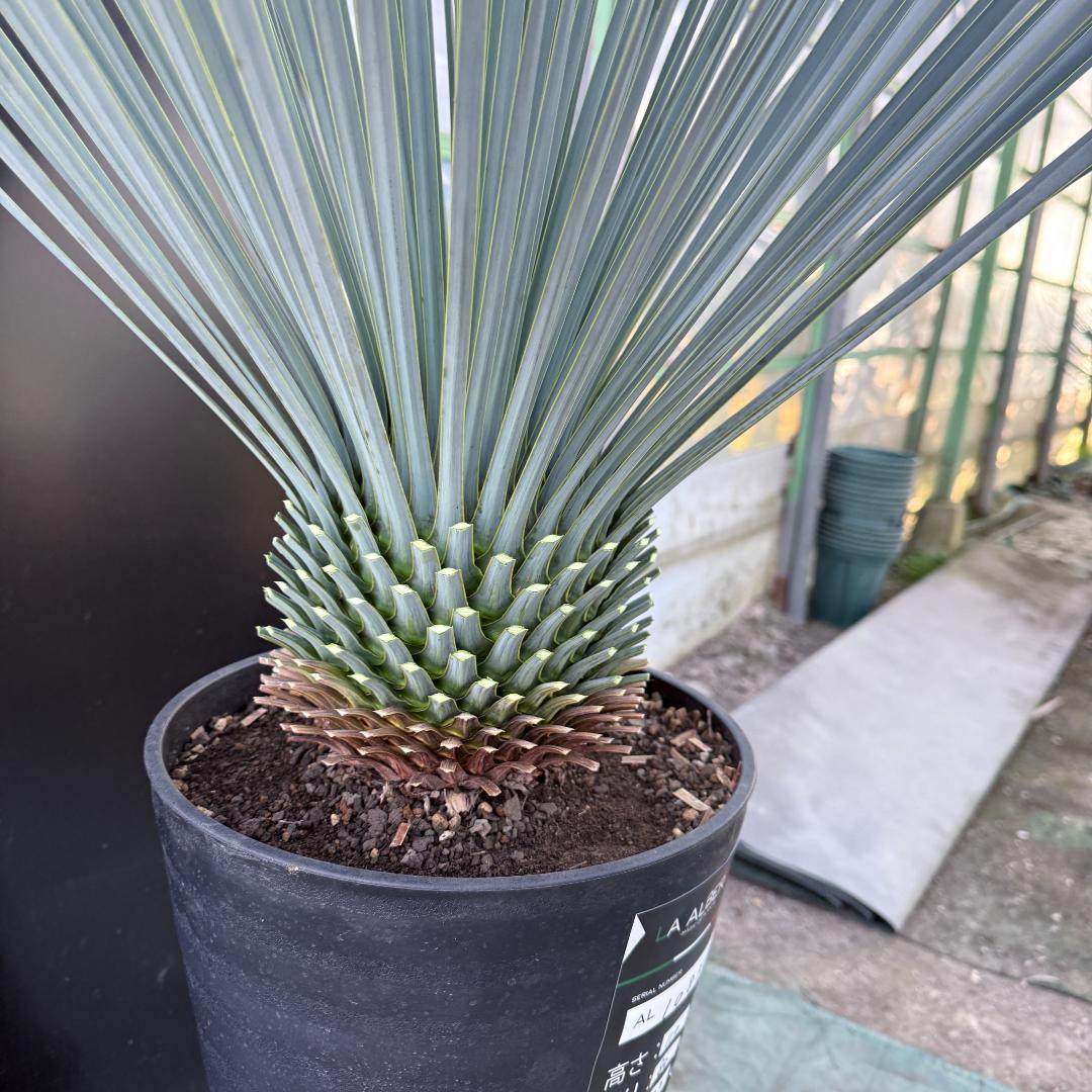 【AL1083】ユッカ　LA ALBERO　ランチョブルー　数量限定販売