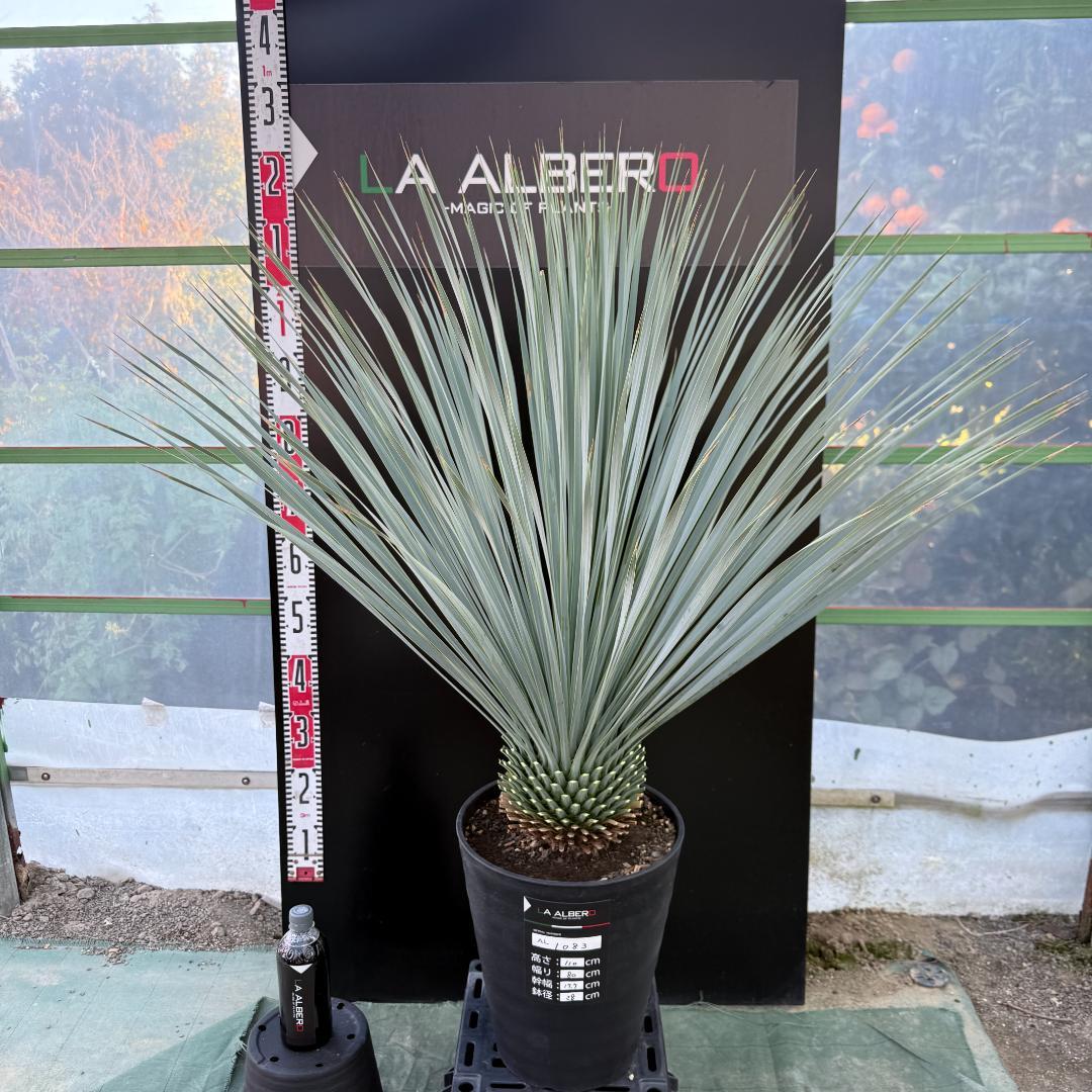 【AL1083】ユッカ　LA ALBERO　ランチョブルー　数量限定販売