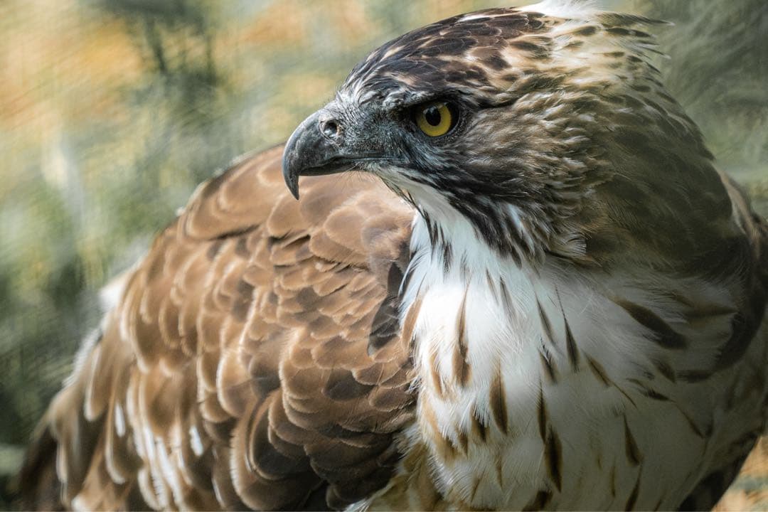 AF-S 300mmf4E PF/TC14 Ⅲ レンズ&テレコンセット