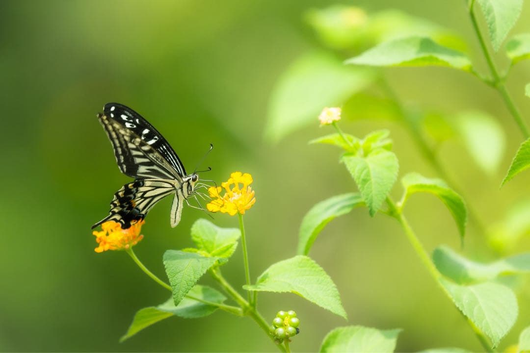 AF-S 300mmf4E PF/TC14 Ⅲ レンズ&テレコンセット