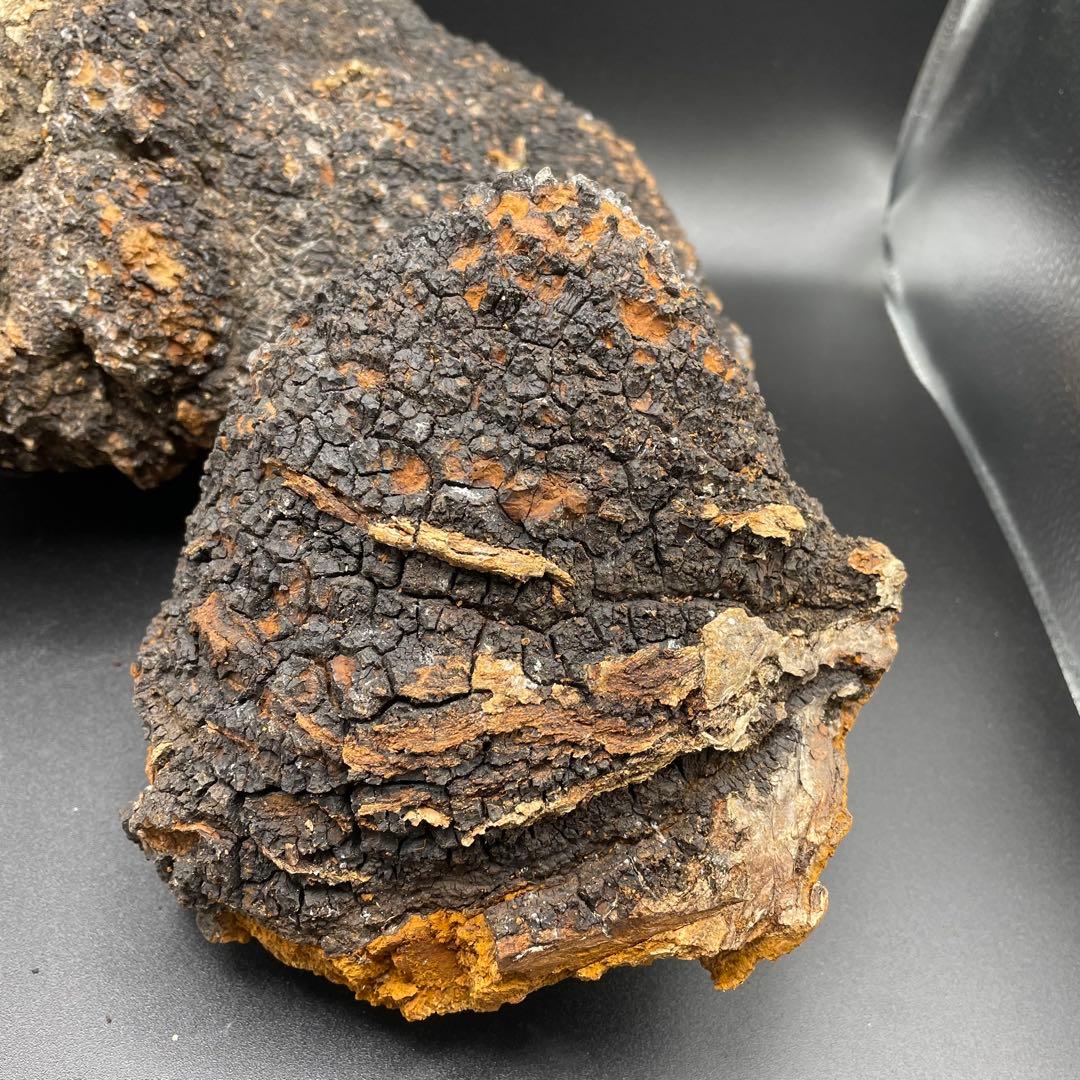 カバノアナタケ 原塊 2点セット 計約2.15kg（1.5kg＋0.65kg）