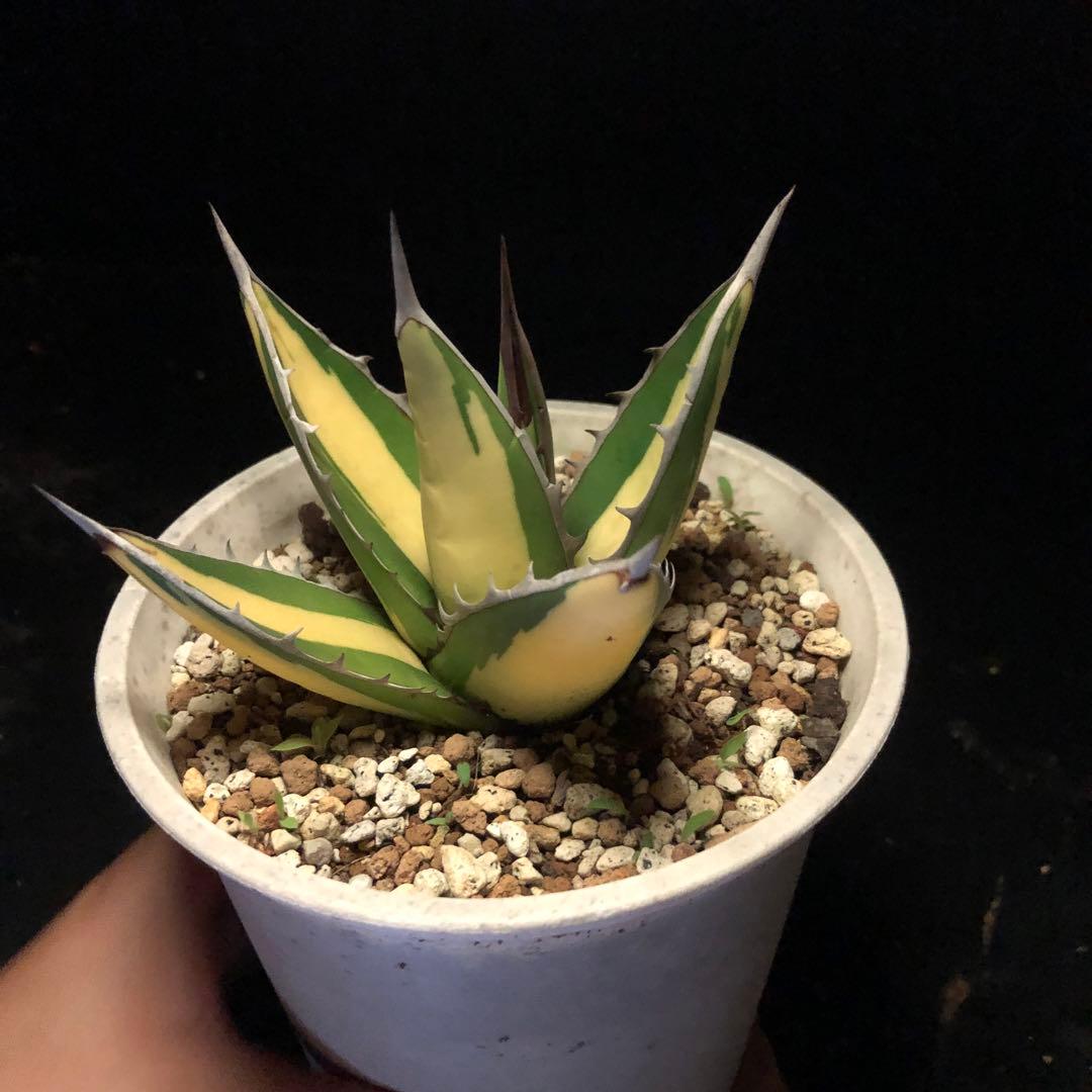 年末セールアガベパープソラム（Purpusorum）‼️26800-10000