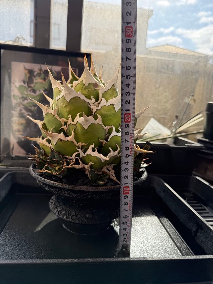 専用　アガベ　シーザー　凱撒　抜き苗