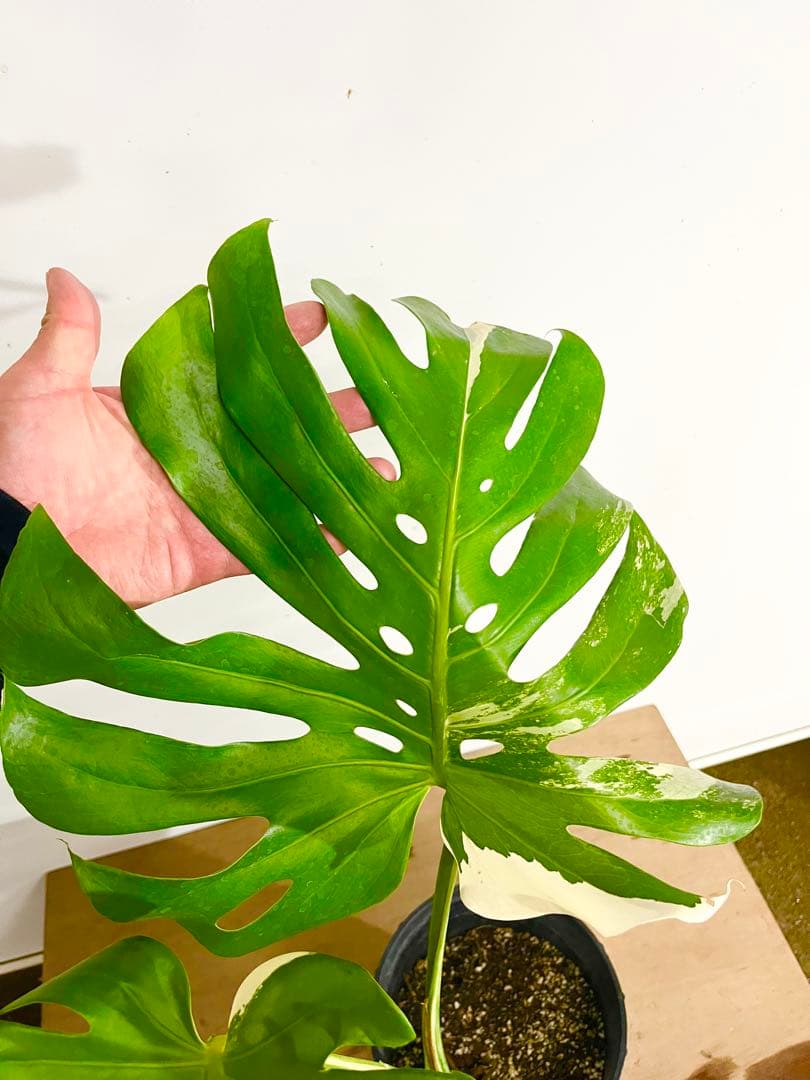 斑入り　モンステラ　デリシオーサ　艶姿　白