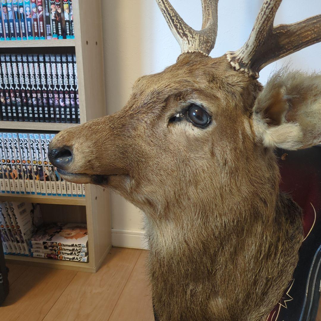 エゾシカのはく製