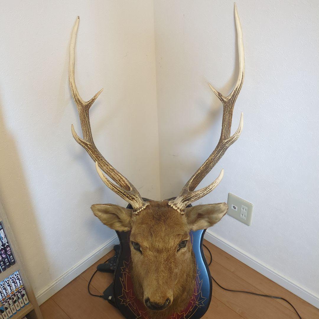 エゾシカのはく製