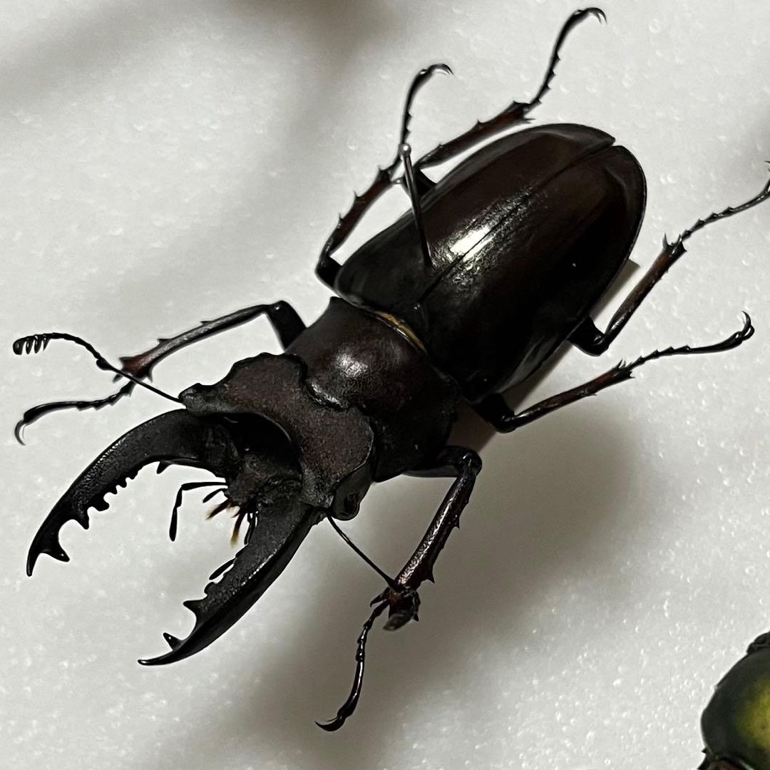 【大型個体！】 アマミミヤマクワガタ 標本