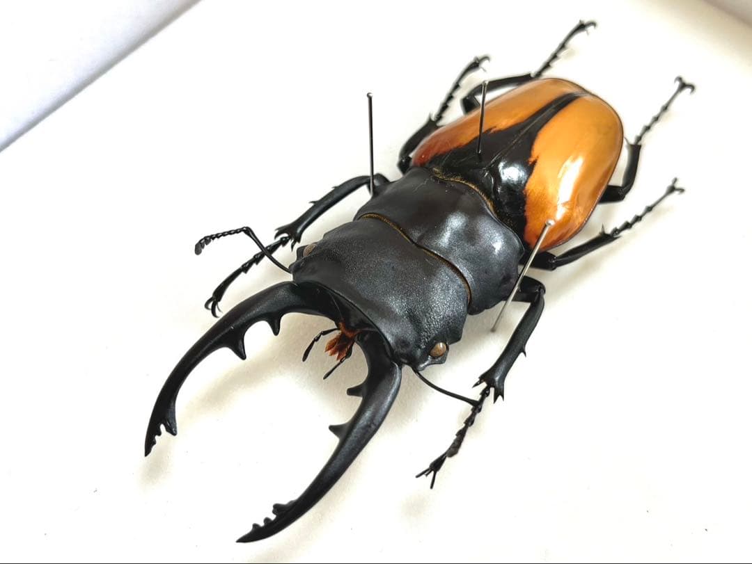 ブルマイスターツヤクワガタ　95mm 標本