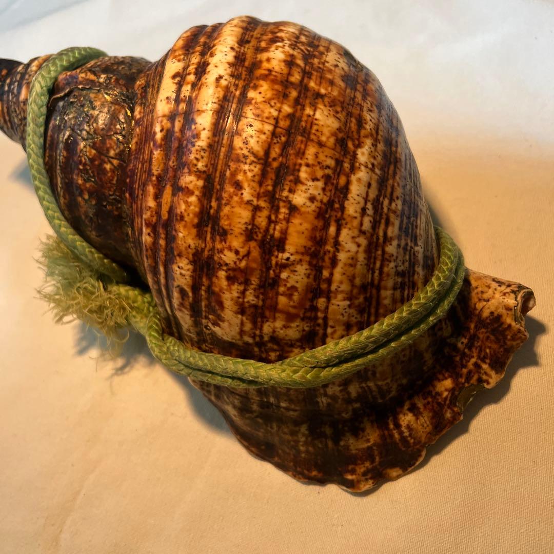 法螺貝　自然な巻貝装飾品 約34cm