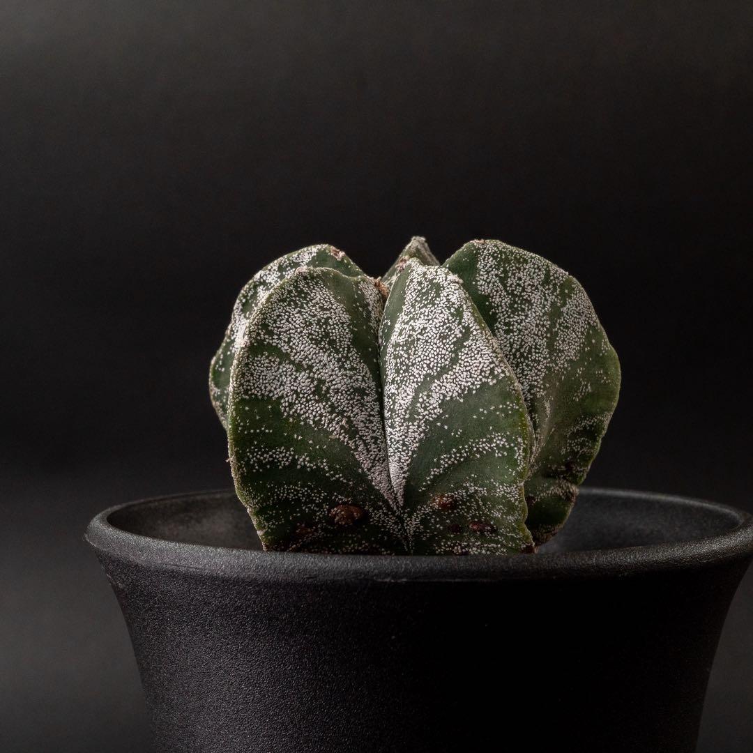 恩塚ランポー x 現地球 （国内実生） アストロフィツム #225