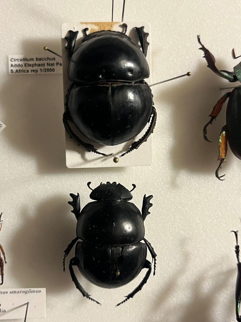 【未展足38mm】ピンポンタマオシコガネ 　スカラベ　フンコロガシ標本