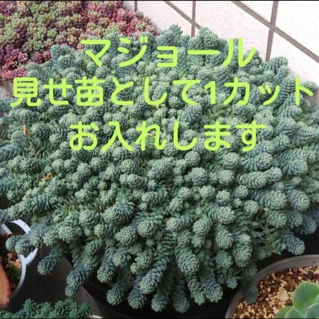 85. 多肉植物 アイスローズ 700円【抜き苗】