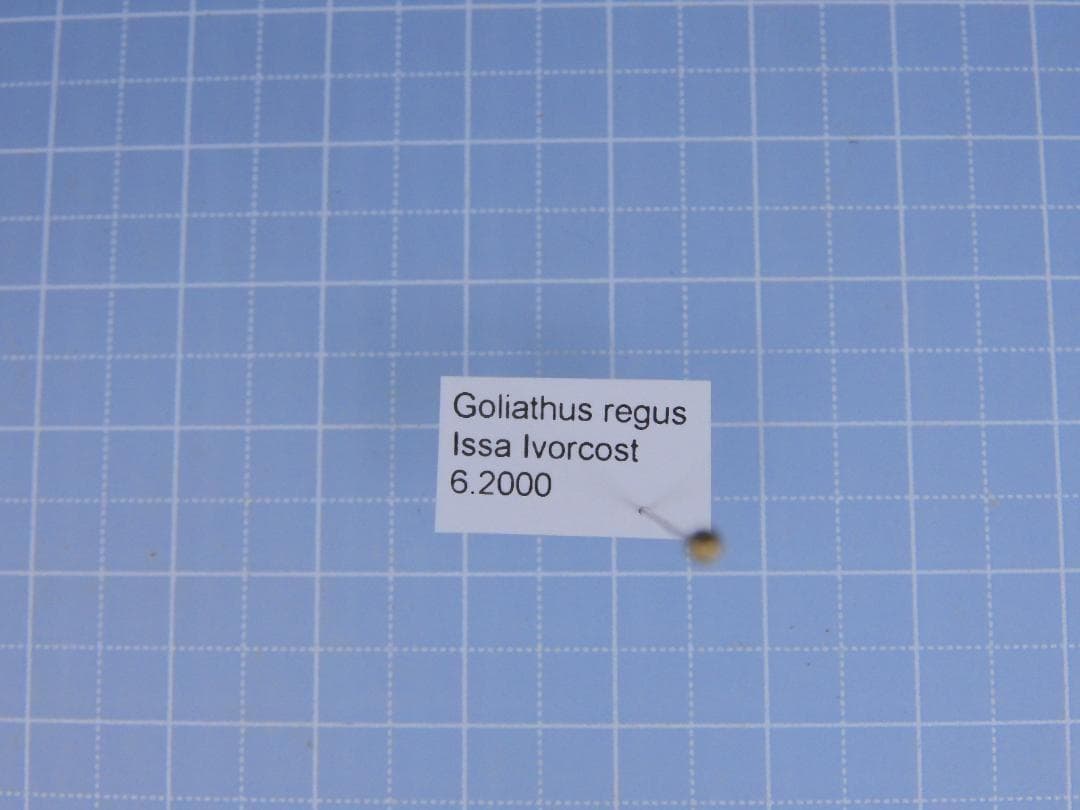 標本 Ivorycost Goliathus regius 89mm