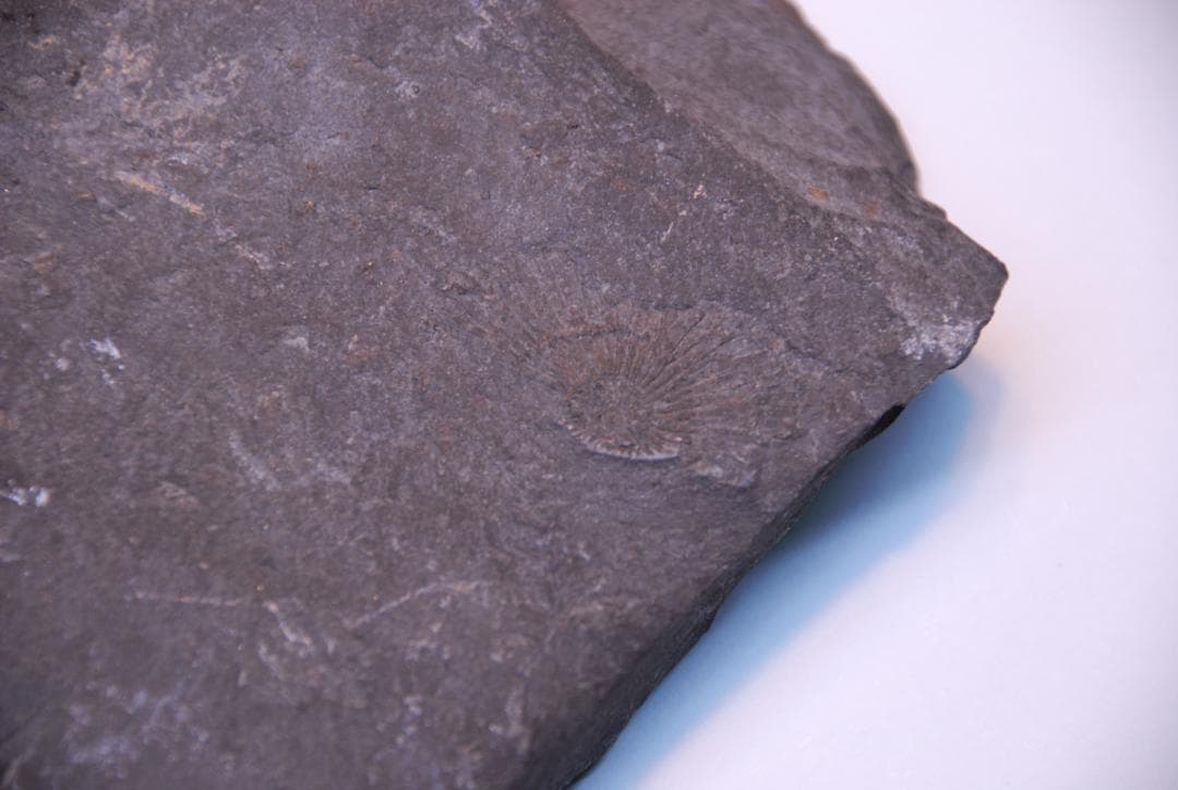 アンモナイトの化石 ベルギーで入手　a009(yh)