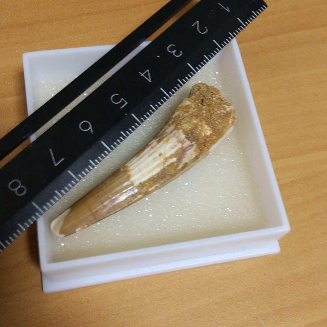 スピノサウルス 歯の化石 実物