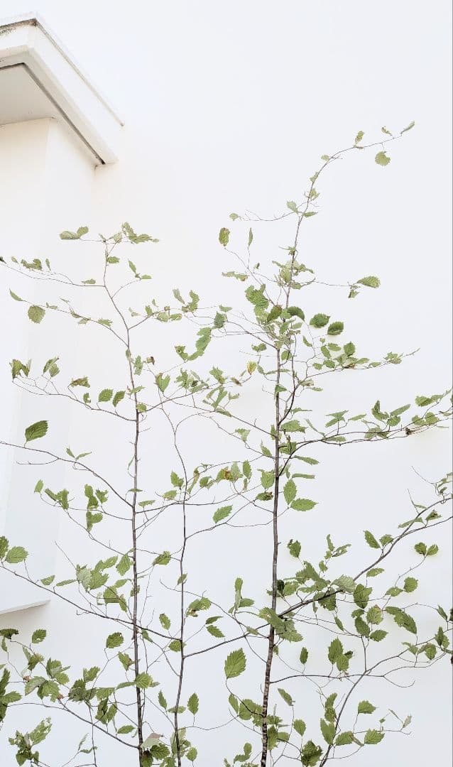 特大の天然株。山採りアズキナシ。