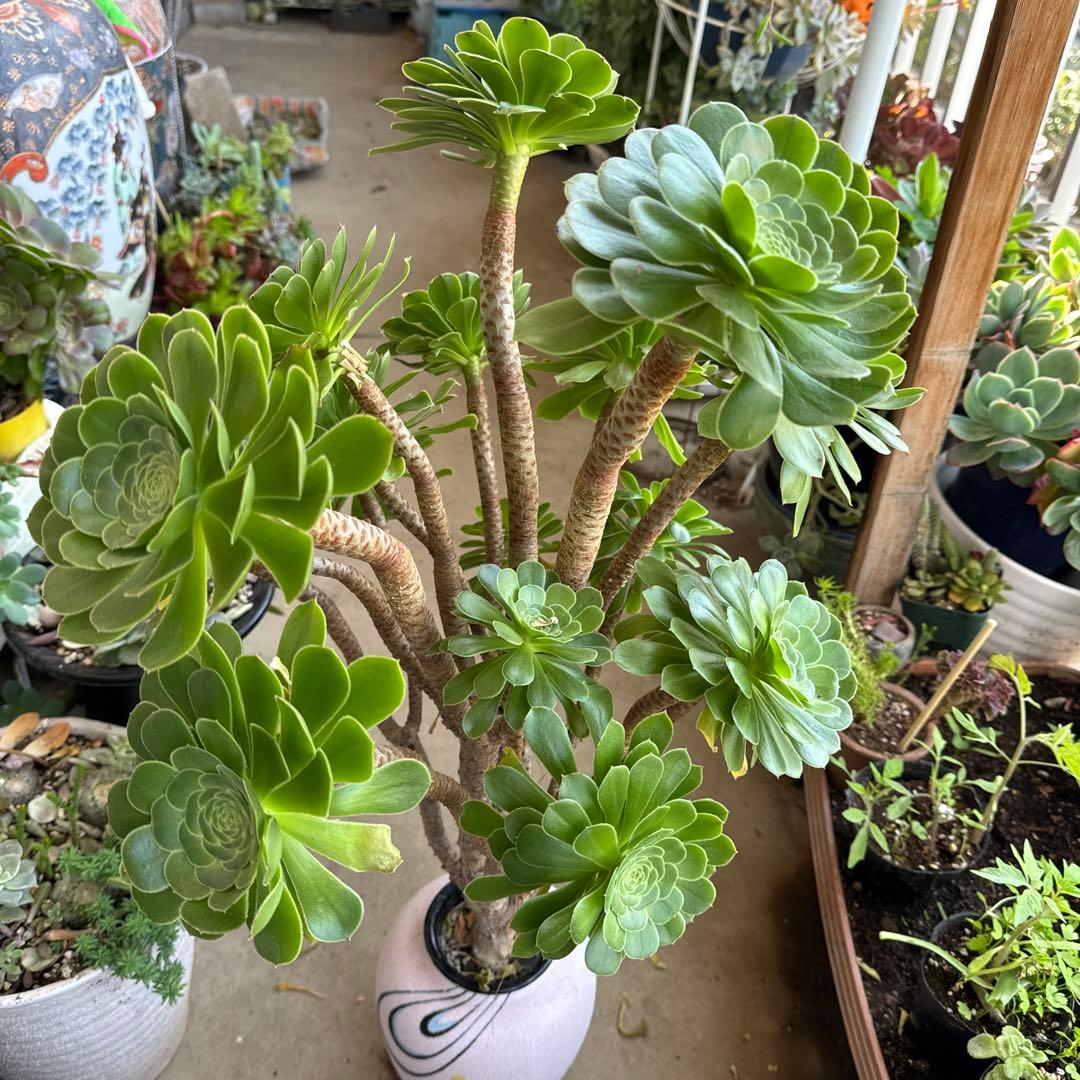 多肉植物緑カシミヤの法師古株18頭