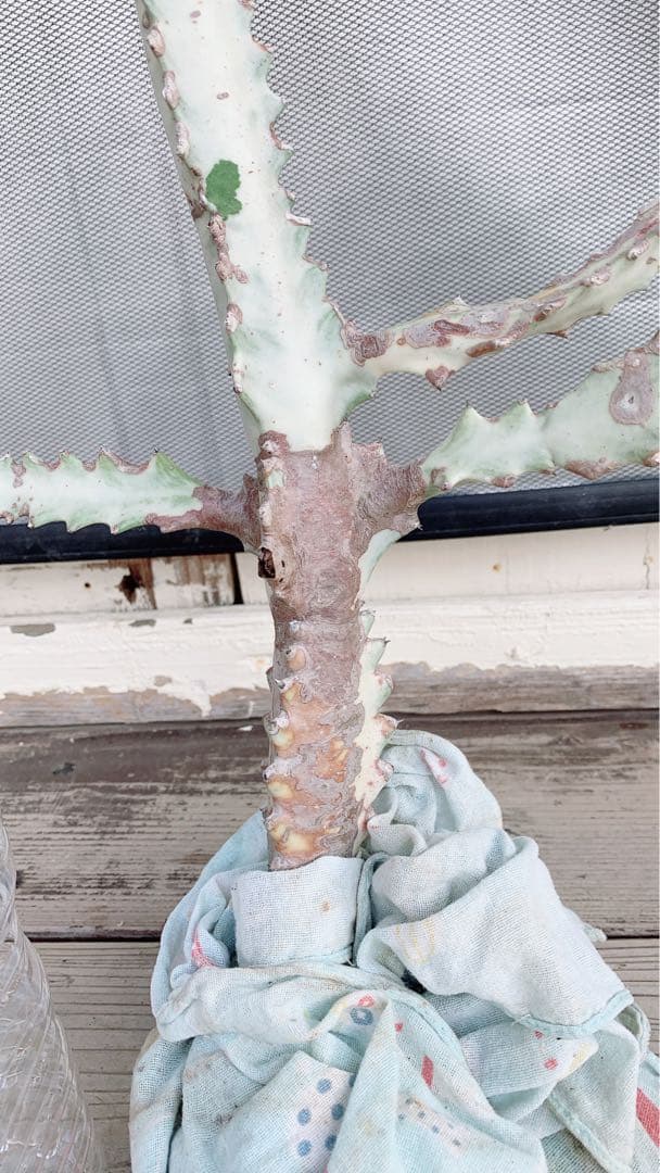 【超特大・希少】ユーフォルビア ホワイトゴースト 80cm 抜き苗 木質化あり