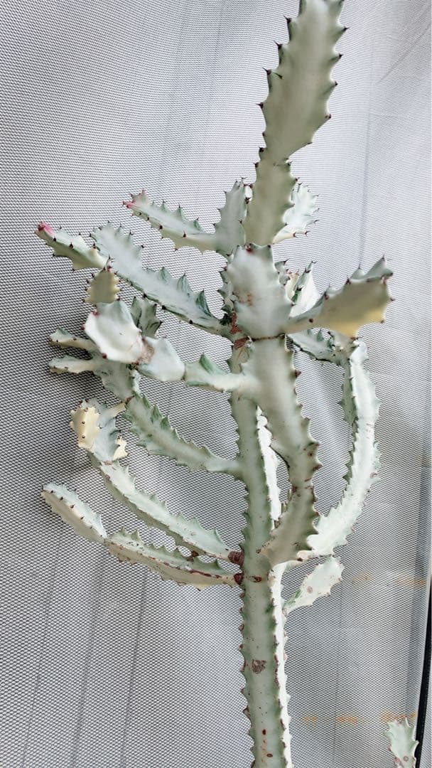 【超特大・希少】ユーフォルビア ホワイトゴースト 80cm 抜き苗 木質化あり