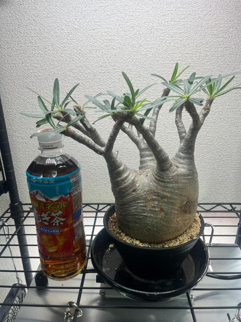 パキポディウム グラキリス 現地株 ML